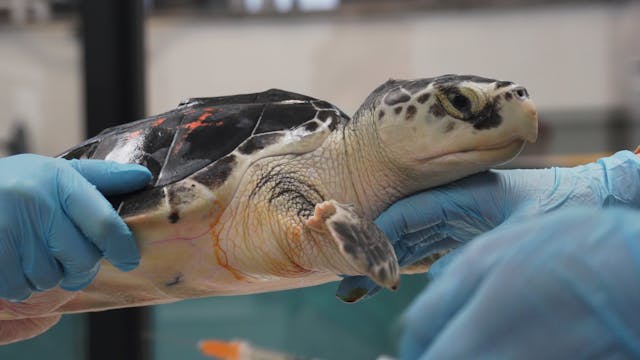 New England Aquarium Animal Care Center Rehabilitation - Sea Turtle 737